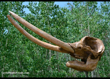 Cargar imagen en el visor de la galería, Deluxe Mastodon skull cast replica Pleistocene. Ice Age