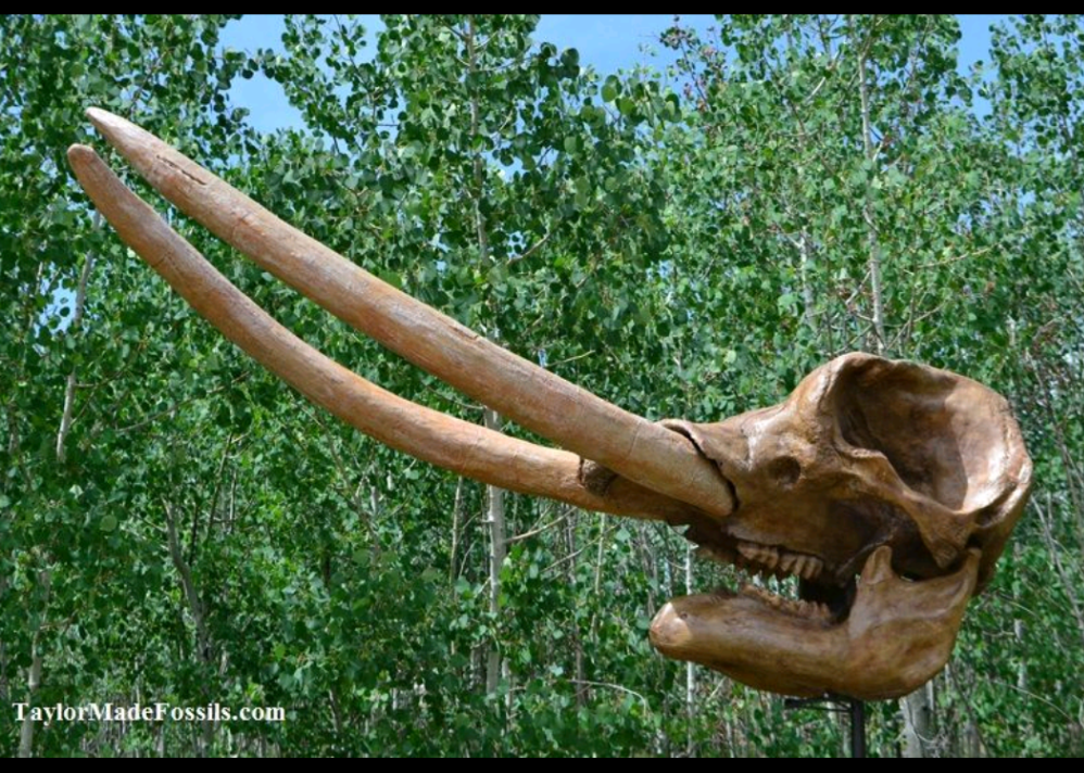 Deluxe Mastodon skull cast replica Pleistocene. Ice Age