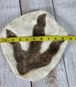 Dinosaur Large Footprint Track Cast Replica Carnosaur Jurassic Virginia replica