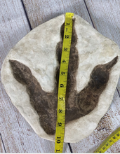 Laden Sie das Bild in den Galerie-Viewer, Dinosaur Large Footprint Track Cast Replica Carnosaur Jurassic Virginia replica
