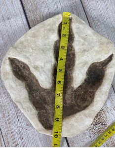 Dinosaur Large Footprint Track Cast Replica Carnosaur Jurassic Virginia replica