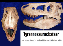 Charger l&#39;image dans la galerie, Deposit for Paul Tarbosaurus skull cast replica TMF