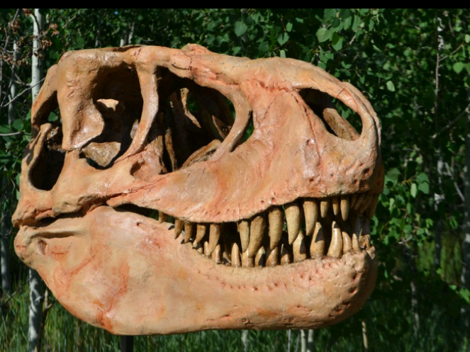 Deposit for Paul Tarbosaurus skull cast replica TMF