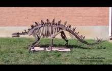 Laden Sie das Bild in den Galerie-Viewer, Stegosaurus skeleton cast replica #3 Huayangosaurus / Tuojiangosaurus
