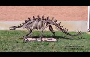 Stegosaurus skeleton cast replica #3 Huayangosaurus / Tuojiangosaurus
