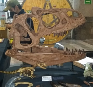 Optional metal stand for Allosaurus skull cast