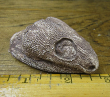 Load image into Gallery viewer, Captorhinus skull cast replicas set of 2
