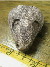 Load image into Gallery viewer, Captorhinus skull cast replicas set of 2