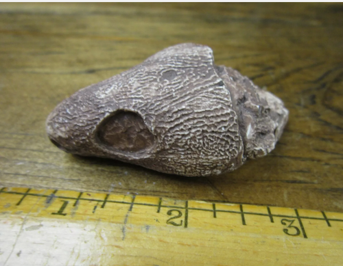 Captorhinus skull cast replicas set of 2