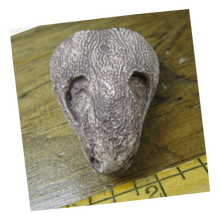Laden Sie das Bild in den Galerie-Viewer, Captorhinus skull cast replicas set of 2