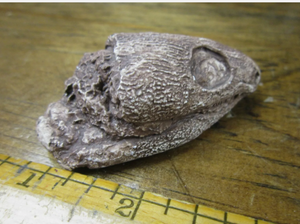 Captorhinus skull cast replicas set of 2
