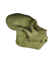 画像をギャラリービューアに読み込む, Aegyptopithecus profile skull cast replica Hominid skull cast replicas