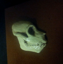 画像をギャラリービューアに読み込む, Aegyptopithecus profile skull cast replica Hominid skull cast replicas