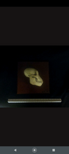 画像をギャラリービューアに読み込む, Aegyptopithecus profile skull cast replica Hominid skull cast replicas