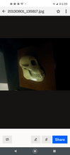 画像をギャラリービューアに読み込む, Aegyptopithecus profile skull cast replica Hominid skull cast replicas