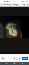 画像をギャラリービューアに読み込む, Aegyptopithecus profile skull cast replica Hominid skull cast replicas