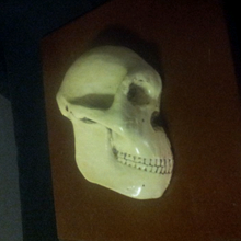 画像をギャラリービューアに読み込む, Aegyptopithecus profile skull cast replica Hominid skull cast replicas