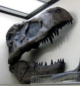 One sided T.rex skull cast replica TMF