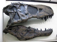 Cargar imagen en el visor de la galería, One sided T.rex skull cast replica TMF