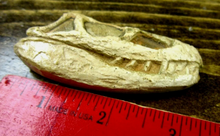 Load image into Gallery viewer, Euparkeria Archosaur skull cast replica SAM-PK-5867