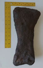 Cargar imagen en el visor de la galería, Triceratops: Giant Triceratops toe (metatarsal)