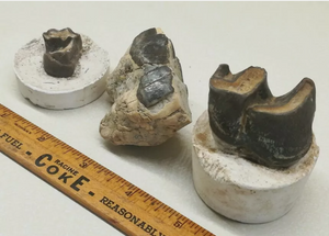 Brontotherium Titanothere Brontotherium Megacerops Fossilized Teeth, Fossil Teeth Brontotheriidae