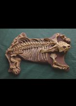 Load image into Gallery viewer, Pareiasaurus Adult Skeleton Panel

Cast replica