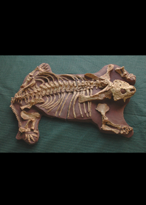 Pareiasaurus Adult Skeleton Panel

Cast replica