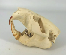 Laden Sie das Bild in den Galerie-Viewer, Beaver modern beaver skull