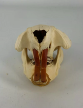 Load image into Gallery viewer, Beaver modern beaver skull