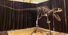 Load image into Gallery viewer, Allosaurus Arm Cast Replica (Mounted)