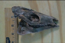 Laden Sie das Bild in den Galerie-Viewer, Horse Hyracotherium skull cast replicas (Teaching quality) Painted