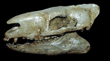 Laden Sie das Bild in den Galerie-Viewer, Horse Hyracotherium skull cast replicas (Teaching quality) Painted