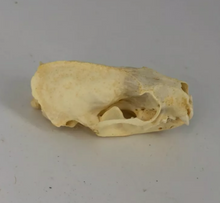 Load image into Gallery viewer, Mink skull