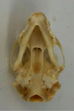 Load image into Gallery viewer, Bobcat skull