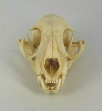 Charger l&#39;image dans la galerie, Bobcat skull