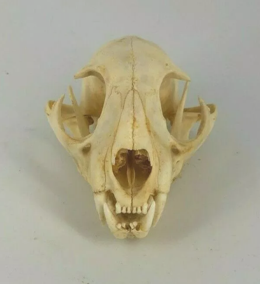 Bobcat skull