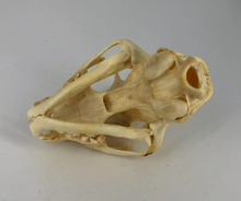 Load image into Gallery viewer, Bobcat skull