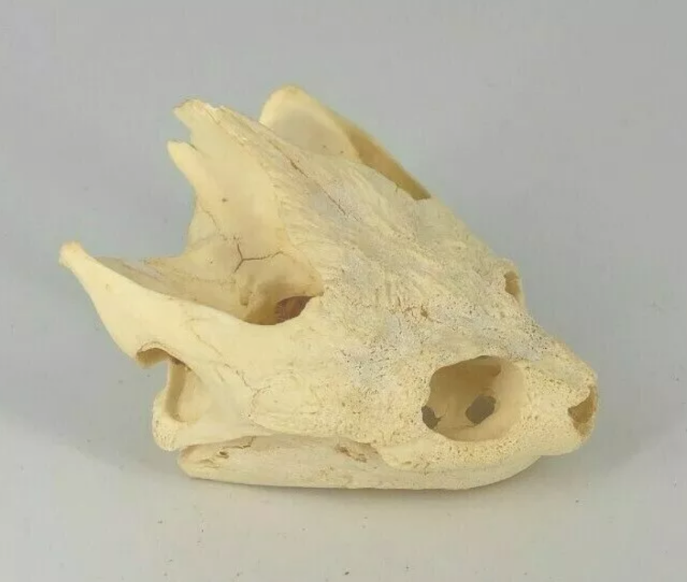 Turtle skull