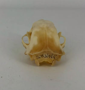 Skunk skull