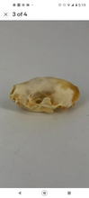 Load image into Gallery viewer, Skunk skull