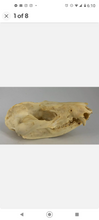 Charger l&#39;image dans la galerie, Possum opossum skull