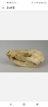 Charger l&#39;image dans la galerie, Possum opossum skull