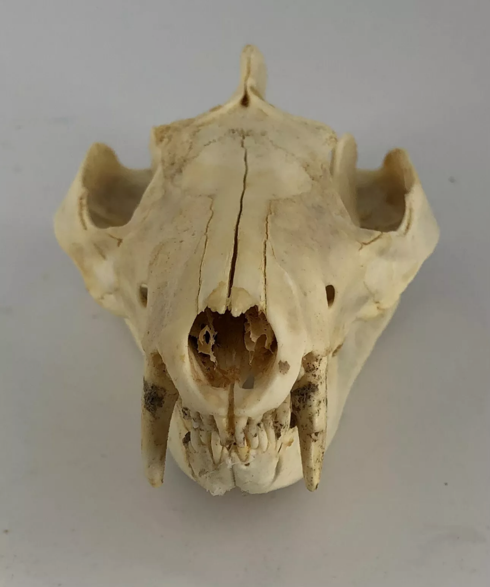 Possum opossum skull