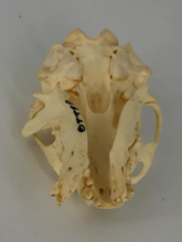 Load image into Gallery viewer, Otter skull