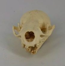 Cargar imagen en el visor de la galería, Otter skull
