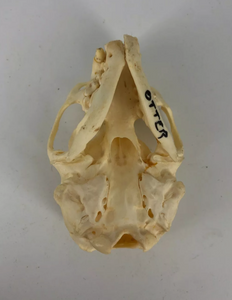 Otter skull