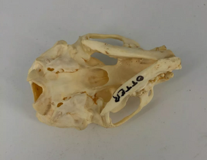Otter skull
