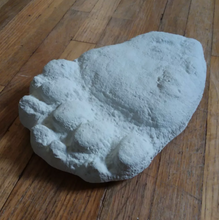 Load image into Gallery viewer, Bear: Footprint Adult Black Bear footprint cast replica