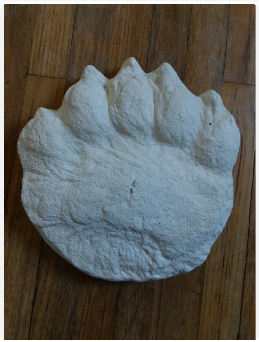 Bear: Adult Polar Bear footprint cast replica